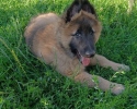 Belgický ovčák Tervueren, prodám 2 dlouhosrstá štěňata s PP 