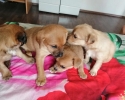 Štěňátka menšího vzrůstu 