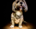 Lhasa Apso s PP