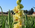 Hlízy velkokvětých gladiol