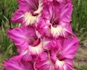 Hlízy velkokvětých gladiol