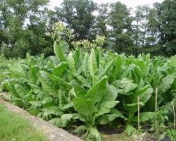 Virginský,Selský tabák semínka (Nicotian