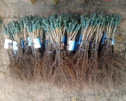 Prodám sazenice révy vinné - mnoho odrůd