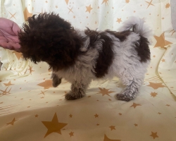 Ruská barevná bolonka -bolonsky psík štěňata s PP