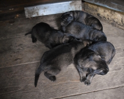 Prodám vlkošedá štěňata německého ovčáka bez PP