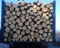 Palivové dřevo tvrdé