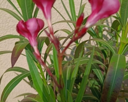 Prodám Oleandr 140 cm vysoký 